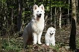 BERGER BLANC SUISSE - ADULTS ET PUPPIES 018